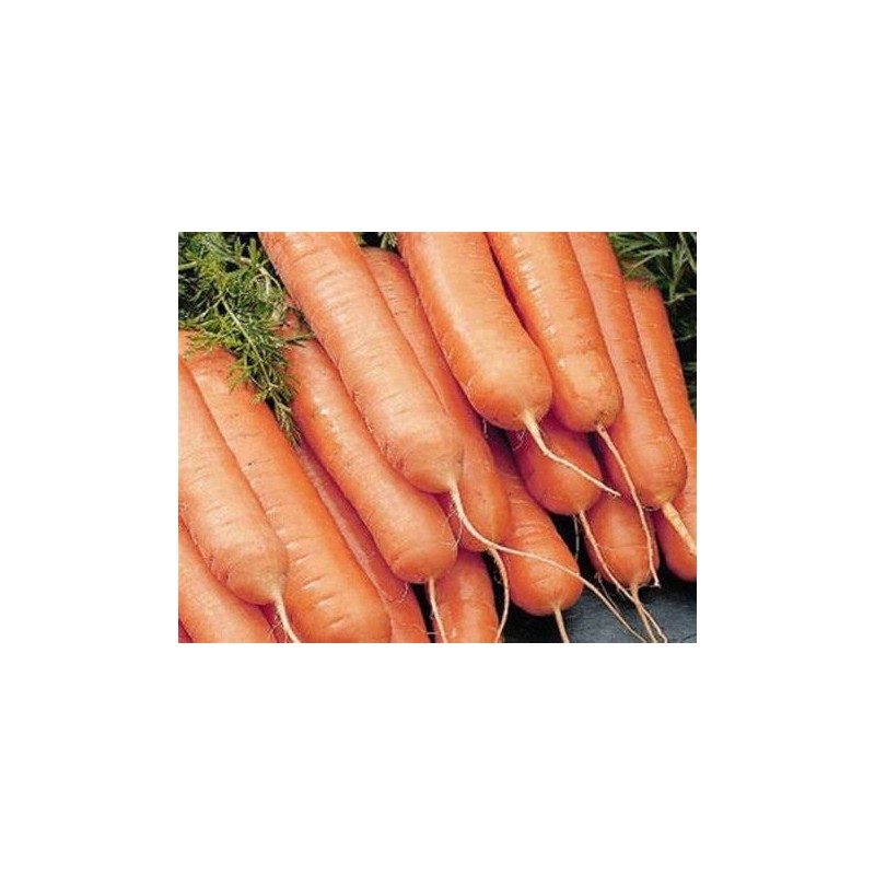 1200 Little Finger Carrot Seeds for Planting Heirloom Non-GMO 2+