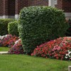 Eden Brothers Impatiens Seeds - Beacon Mix