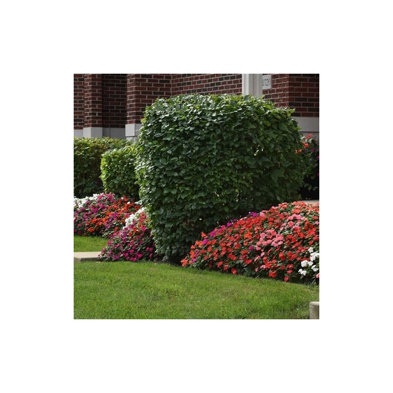 Eden Brothers Impatiens Seeds - Beacon Mix