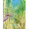 Sugar Cane（360g/12.7oz,1Pack/bag）Packaged Peeled Sugarcane Chunks Convenient and Easy-to-eat Sugar Cane