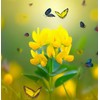 Lotus corniculatus (Bird's Foot Trefoil) Flower Seeds, Eye-Catching Appearance, Long-Lasting