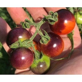 Blue Berries Blueberries Cherry Heirloom Tomato Premium Seeds for Planting Packet