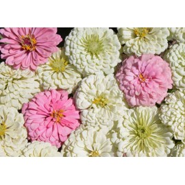 Blushing Bride Mix Zinnia Seeds for Planting, 200+ Flower Seeds Per Packet, (Isla's Garden Seeds), Non GMO & Heirloom Seeds, Botanical Name: Zinnia elegans, Great Home Garden Gift