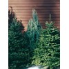Carolina Sapphire Cypress Tree | 2 Large Gallon Size Plants
