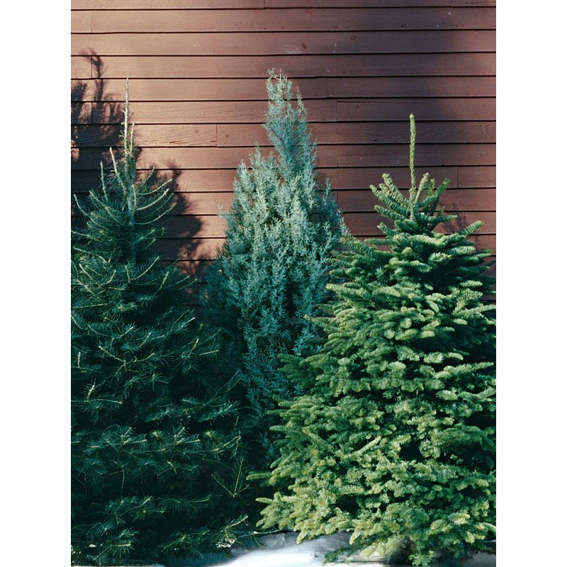 Carolina Sapphire Cypress Tree | 2 Large Gallon Size Plants