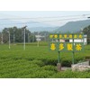 [Isecha] Kita-made Tea Kabuse-cha Tea Pack 5g 50 Pieces Green