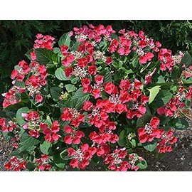 Live plant from Green Promise Farms Hydrangea mac. Cherry Explosion (Big Leaf) Shrub, 3-Size Container, red to Lavender Flowers