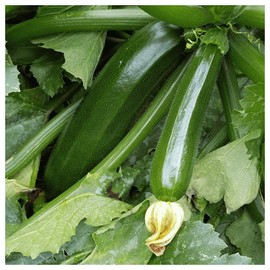 Everwilde Farms - 40 Dark Green Zucchini Summer Squash Seeds - Gold Vault Jumbo Seed Packet