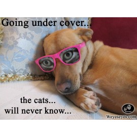 WeyesEyes.com "Meowz" - Unique Novelty Fun Glasses with Eyes from WeyesEyes.com