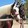 Safety Tie Injuries Preventing Horse Tether Tie - Portable, Versatile