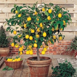 Nygardenia 30pcs Perfume Lemon Seeds - Grow Your Own Delicious Fruit-Bearing Bonsai Tree