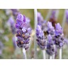 True English Lavender Vera Nice Garden Flower by Seed Kingdom