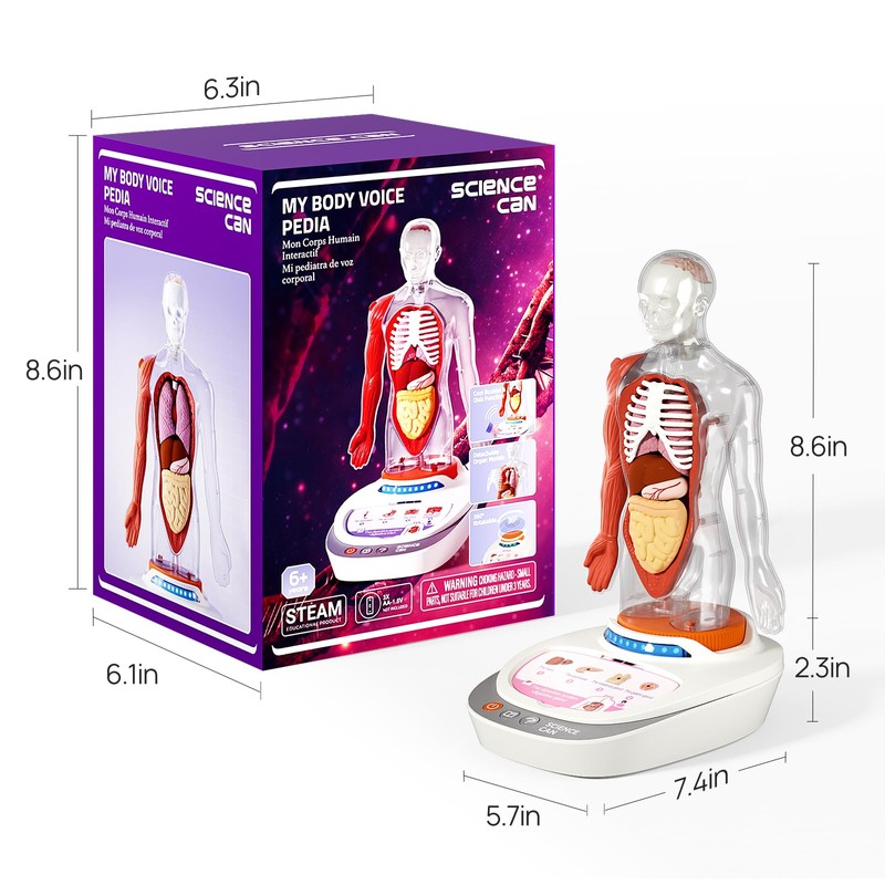 Science Can Human Body Model for Kids - Interactive Anatomy