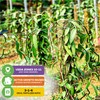 Vanilla Bean Orchid Live Plant (2-Pack) - Vanilla planifolia by