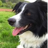 Border Collie Dog Greeting Card - Square