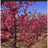 live plant Red Baron Peach Tree 6-12” tall, Fruit Tree-