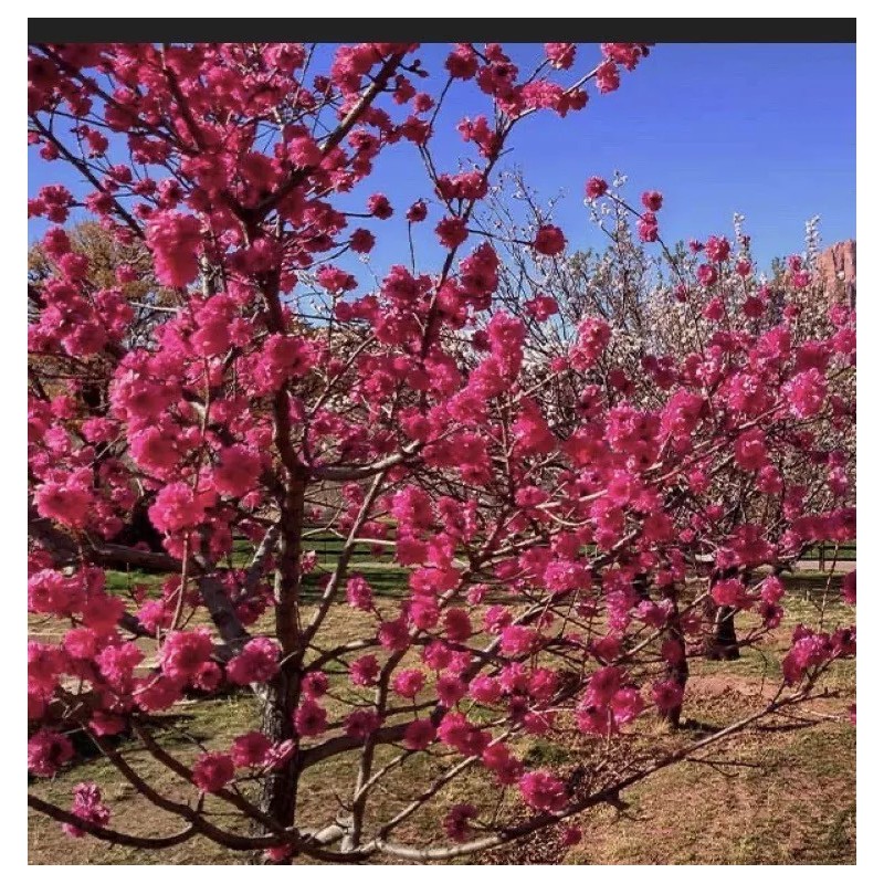 live plant Red Baron Peach Tree 6-12” tall, Fruit Tree-