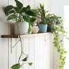 Wood One Shelf Panel, New Zealand Pine, Solid Wood, Wood