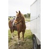Intrepid International Trailer Tie for Horse Hauling