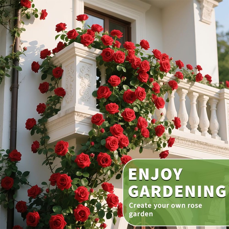 200+ Red Climbing Rose Seeds for Planting Outdoors Ornamental Climbing