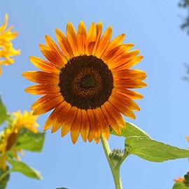 Sunflower Flower Garden Seeds - Red Sun - 4 g Packet ~80 Seeds - Annual Wildflower Gardening Seeds - Helianthus annuus - Sun Flower