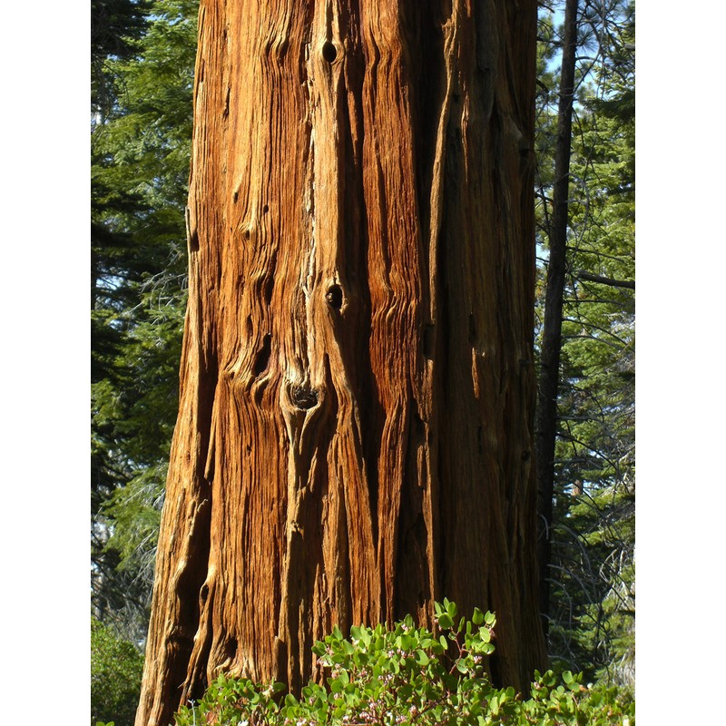 Incense Cedar | Medium Tree Seedling | The Jonsteen Company