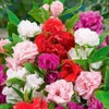 22Day Seeds: Seeds Balsam Camellia Flowered Mix/Impatiens balsamina/Annual Flowers
