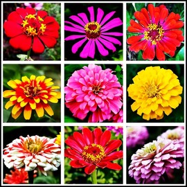 Mixed Zinnia Flower Seeds Garden Decor 5 Grams