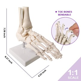 Evotech Scientific Human Foot and Ankle Model, Life Size Medical Anatomy Foot Skeleton Model W/Tibia Fibula, Right, Fully Articulated, Human Skeleton Model for Medical Study & Science Classroom