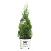 2 Gallon Proven Winners Arborvitae North Pole Shrub