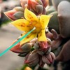 INOOMP 100pcs Plant Pollinator Pen Pollinator Tool Vegetable Pollinator Gardening