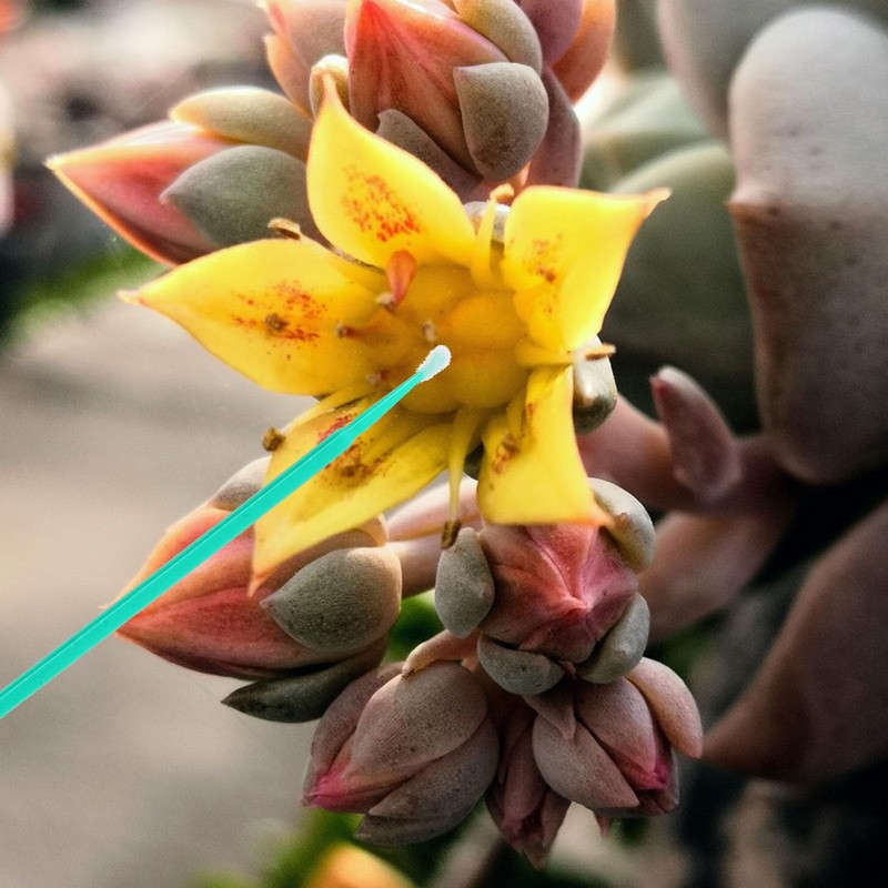 INOOMP 100pcs Plant Pollinator Pen Pollinator Tool Vegetable Pollinator Gardening