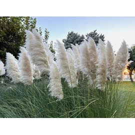 200 Pampass Grass Seeds Cortaderia Selloana Ornamental Plant Seeds