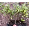 Vitex Chaste Tree - Live Plants - Lilac Chasteberry