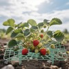 5 Sets Strawberry Supports with Plant Protectors Set, Strawberry Growing