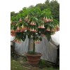 generic Pink Brugmansia, Angel Trumpet, Rooted Live plant 6-14 inches