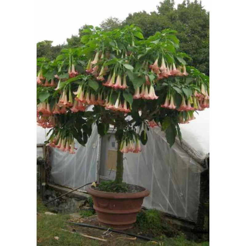 generic Pink Brugmansia, Angel Trumpet, Rooted Live plant 6-14 inches