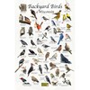 Where's Wildlife Backyard Birds of Wisconsin Bird Identification Poster (12"