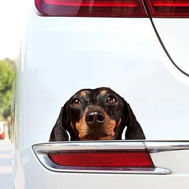 2PCS Dazed Dachshund Vinyl Car Decal 5.91"x3.15", Funny Sausage Dog Sticker for Car, Window, Laptop, Goofy Pet Decor | DK149