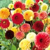 22Day Seeds: Seeds Dahlia Pompon Mix/Annual Flowers