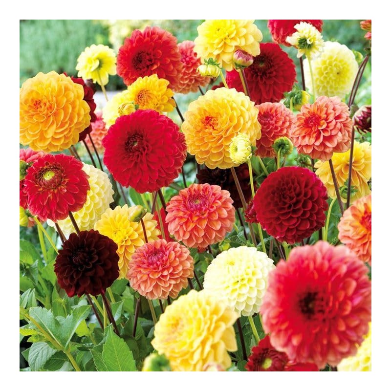 22Day Seeds: Seeds Dahlia Pompon Mix/Annual Flowers
