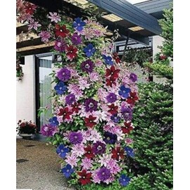 20+ Seeds Mixed Colors Clematis Beautiful Flowers Gardening