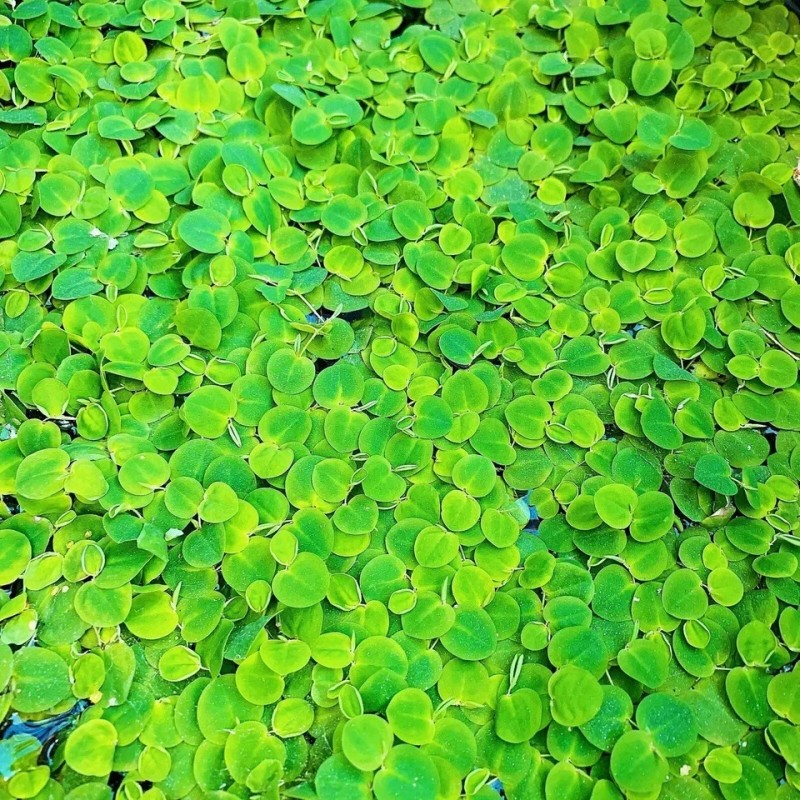 Red Root Floaters Live Aquarium Floating Plant YOU RECEIVE 10