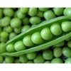30 Early Frosty Pea Seeds for Planting Heirloom Non GMO