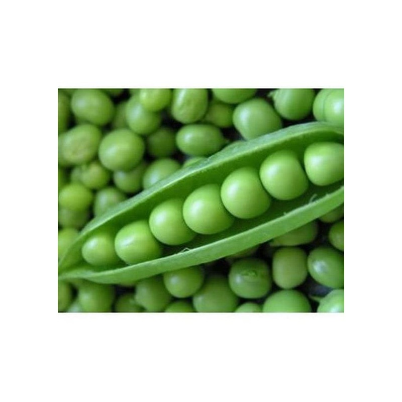 30 Early Frosty Pea Seeds for Planting Heirloom Non GMO