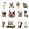 GTOTd Cat Meme Fridge Magnet Fridge Magnets (Pack of 12)
