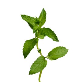 edn SmallGarden Mint SeedPods - 10 Pack