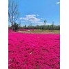 Thyme Seeds|1000 Mix Red Creeping Thyme Seeds for Planting- Wooly