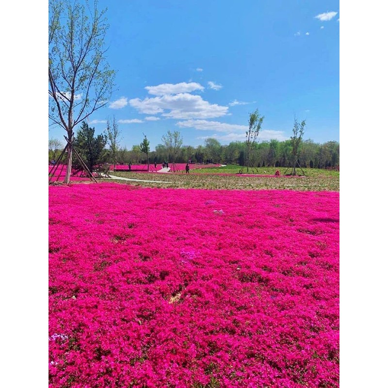 Thyme Seeds|1000 Mix Red Creeping Thyme Seeds for Planting- Wooly