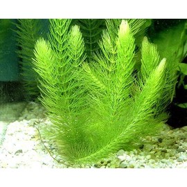 4 Hornwort Bunch - 5+ Stems | Ceratophyllum Demersum - Beginner Tropical Live Aquarium Plant